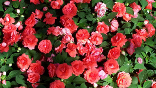 Red roses garden bouquet pink - a garden area free wallpaper
