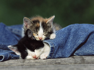 Kitten jeans sleeping microscopic cute - its eye free wallpaper
