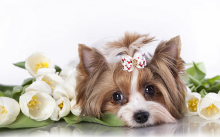 Small dog bow flower table - a small dog free wallpaper for desktop