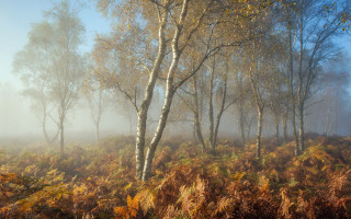 Foggy forest trees mist leaves - a foggy forest free wallpaper