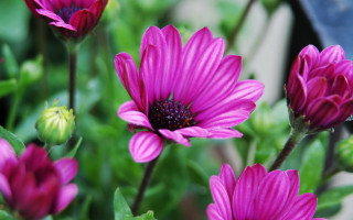 Closeup flowers bokeh butterfly hydrangea - a blurry background of the flowers free wallpaper