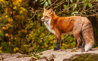 Red fox rock forest bird - a small bird free wallpaper
