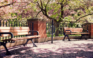 Benches fence trees pink flowers - plein air free wallpaper