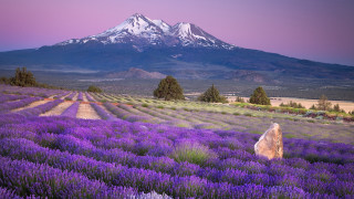 Lavender mountain sunset pink purple - a field of lavender free wallpaper