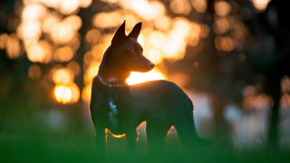 Dog sunset grass backlit bokeh - the sun shining behind free wallpaper