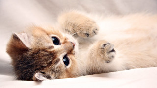 Kitten lying on white sheet - the ceiling free wallpaper for desktop
