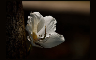 White flower tree trunk sunlight - a white flower free wallpaper