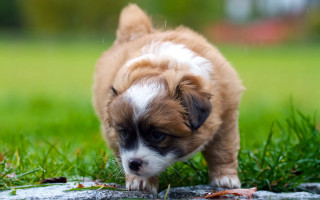 Puppy walking grass blurry nature - its head free wallpaper