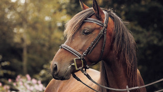 Brown horse bridle tree pink - a brown horse free wallpaper