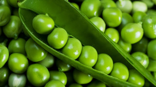Pea pod closeup water drop - single free wallpaper for desktop