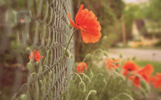 Fence flowers house red flower - a house in the background free wallpaper