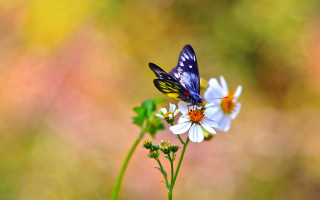 Blue butterfly flower macro blurry - a blurry image free wallpaper for desktop