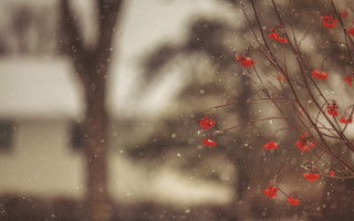 Tree red berries snow winter - the snow outside free wallpaper