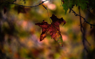 Leaf hanging autumn bokeh macro - a macro photograph free wallpaper