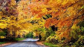 Autumn forest leaves fire sunset 2 - the side free wallpaper