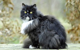 Black white cat wooden table - moss free wallpaper