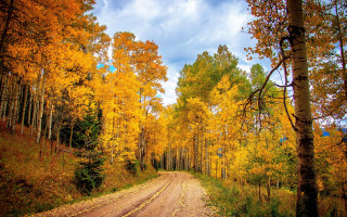 Dirt road yellow leaves blue - yellow leaf free wallpaper