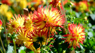 Flowers grass bokeh summer vibrant - a blurry background of them free wallpaper
