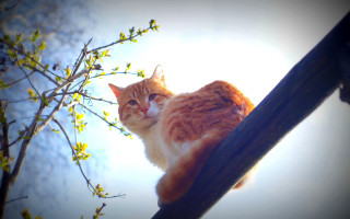 Cat branch sky bright light - a cat free wallpaper