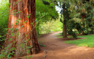 Park path tree bench sunbeam - a path in a park free wallpaper for desktop
