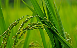 Green plant grass blurry background - the background and a blurry background free wallpaper