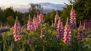 Flower field sky clouds trees - a few cloud free wallpaper for desktop
