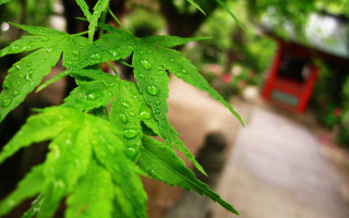 Green leaf water drops red - asai chū free wallpaper