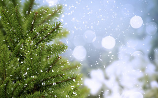 Pine snow falling blurry background - a pine tree free wallpaper