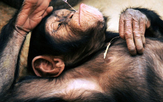 Monkey held person needle mouth - a monkey free wallpaper