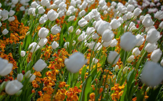 White tulips yellow orange flowers - dirck van der lisse free wallpaper for desktop