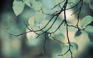 Branch leaves water moon night - tonalism free wallpaper