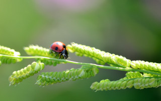 Ladybug green leafy plant macro - a green leafy plant free wallpaper