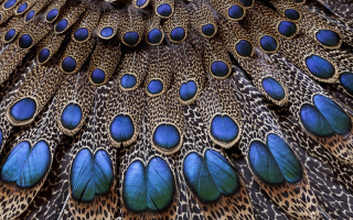 Peacock feathers blue brown spot - exquisite detail free wallpaper