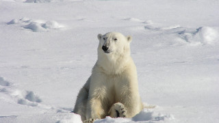 Polar bear snow jigsaw ecological - polar free wallpaper
