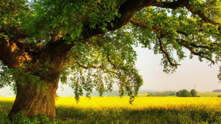 Large tree yellow flowers windmill - yellow flower and grass free wallpaper