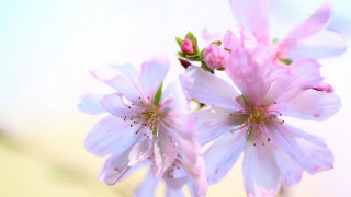 Pink flower sky macro daisy - a sky background behind free wallpaper