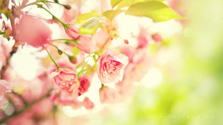 Pink flowers blooming tree branch 4 - claire dalby free wallpaper for desktop