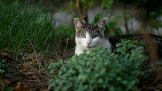 Sad cat grass plants trees - a sad look free wallpaper