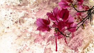 Pink flower blooming hanami branch - action painting free wallpaper