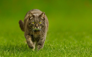 Cat green field yellow eyes - a lush green field of grass free wallpaper for desktop