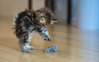 Kitten playing mouse tiltshift photorealistic - the floor of a house free wallpaper