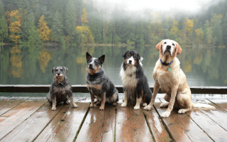 Three dogs lake dock fog - three dog free wallpaper