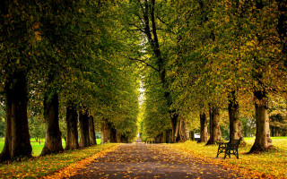 Autumn park bench trees leaves 4 - a bench free wallpaper