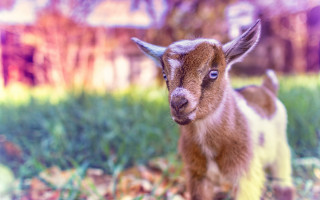 Small goat field house bokeh - neofauvism free wallpaper for desktop