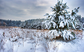 Snowy field tree bushes cloudy - a snowy field free wallpaper