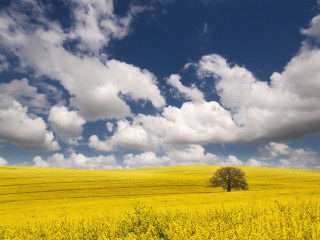 Lone tree yellow flowers cloudy - under a cloudy sky free wallpaper
