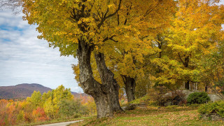 Bench tree yellow leaves mountain - david budd free wallpaper