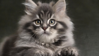 Gray kitten white patch serious - a serious look free wallpaper