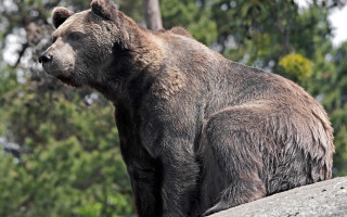 Brown bear rock forest sunny - a brown bear free wallpaper