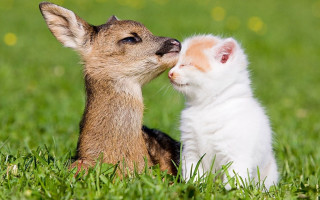 Small white brown dog in - a field of grass and grass free wallpaper for desktop